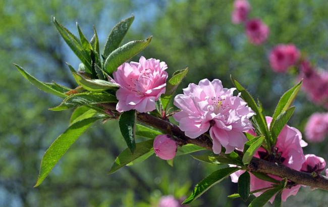 石景山雕塑公园玉兰花开了吗_石景山雕塑公园玉兰花开了吗现在