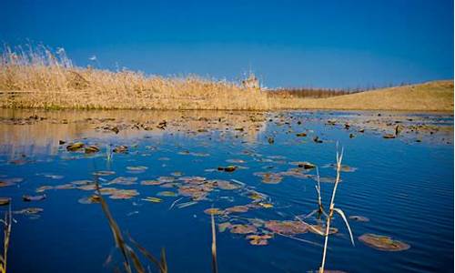 崇明东滩湿地公园攻略_崇明东滩湿地公园