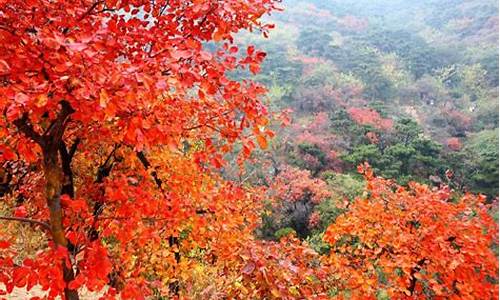 北京香山红叶最佳观赏_北京香山红叶观赏时间