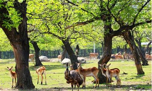 西安北到秦岭野生动物园路线_西安北到秦岭野生动物园路线地铁